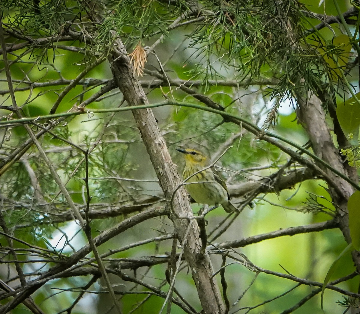 Cape May Warbler - ML444405421