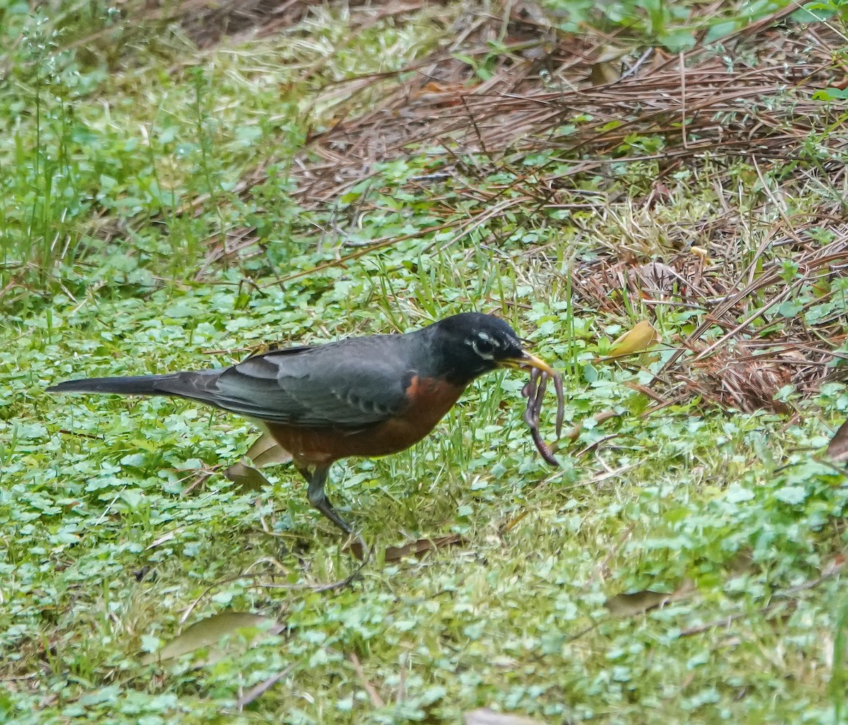 American Robin - ML444405731