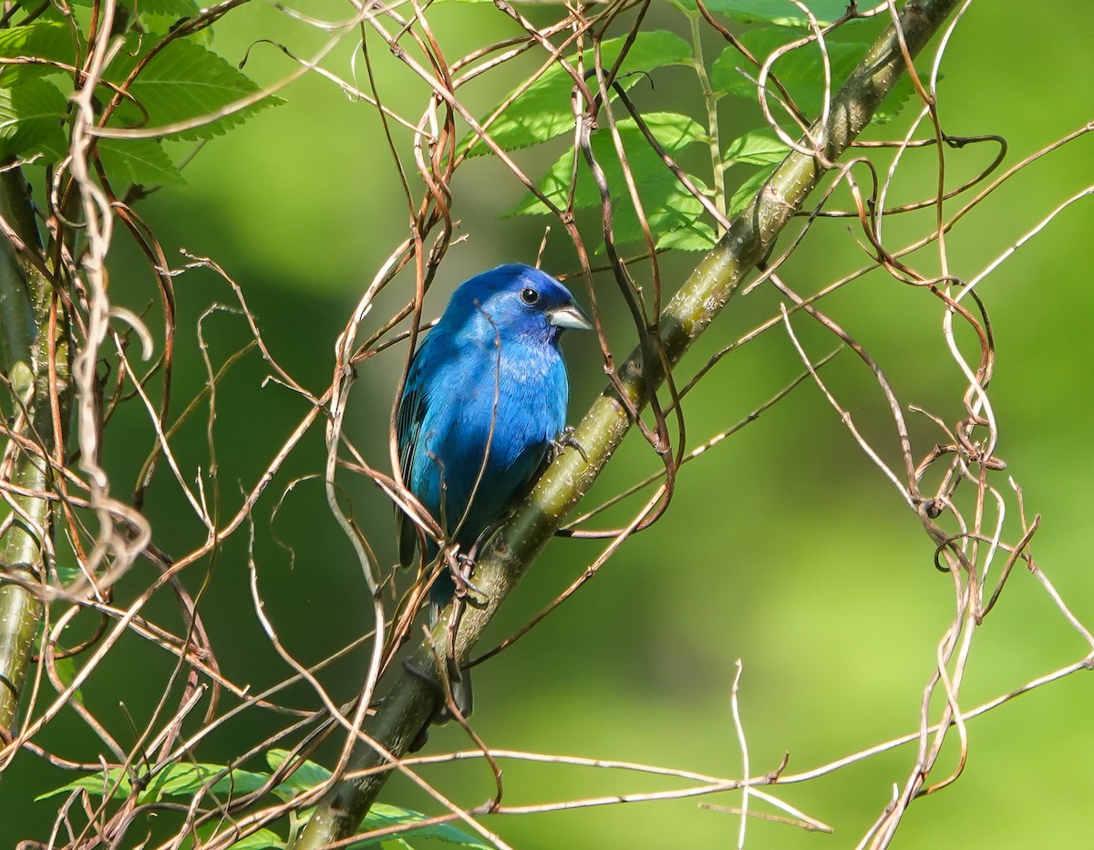 Indigo Bunting - ML444406091