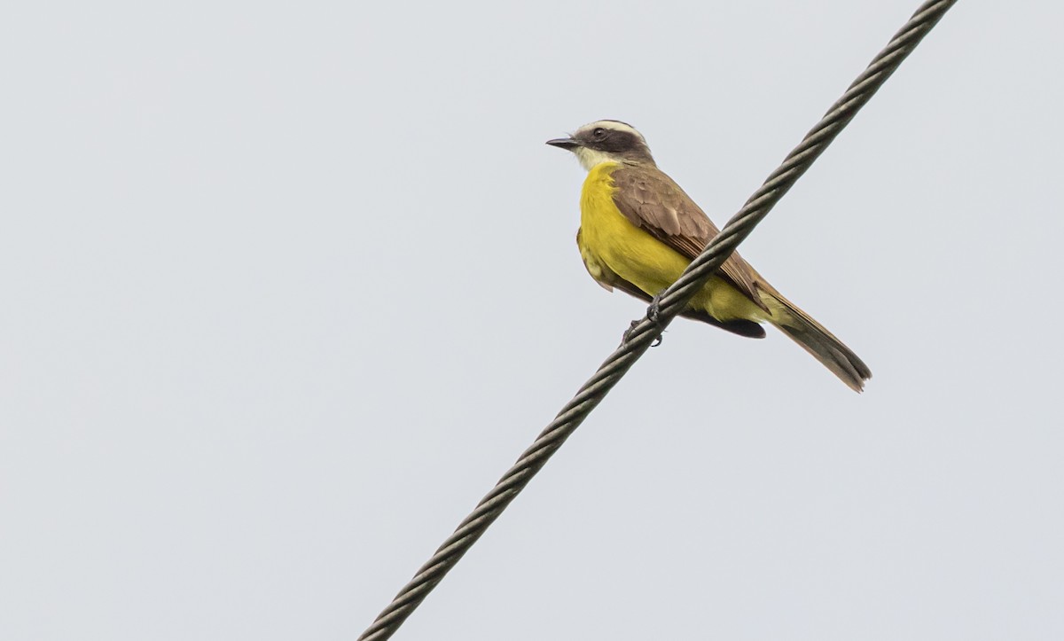 Rusty-margined Flycatcher - David Monroy Rengifo