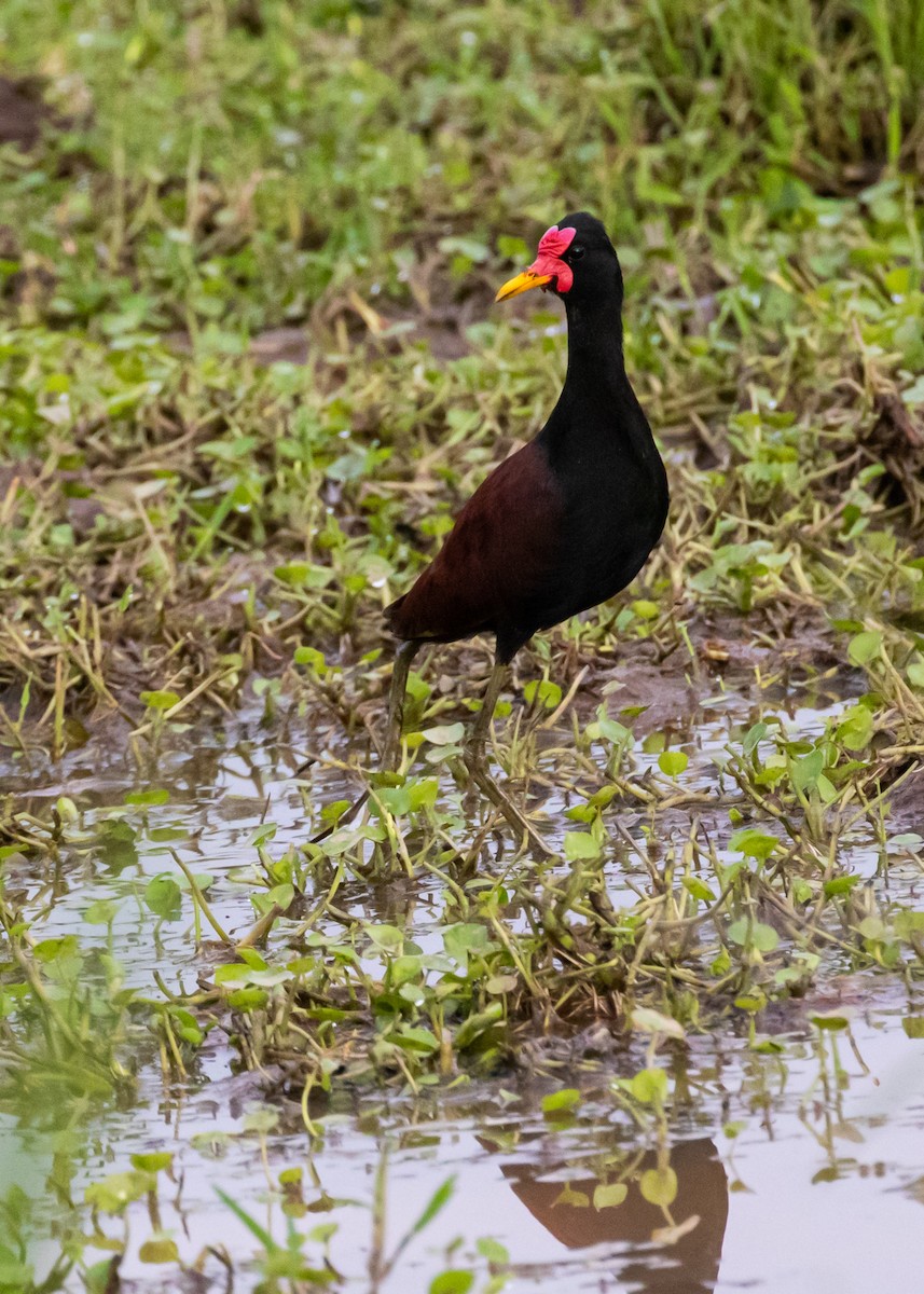 Wattled Jacana - ML444407081