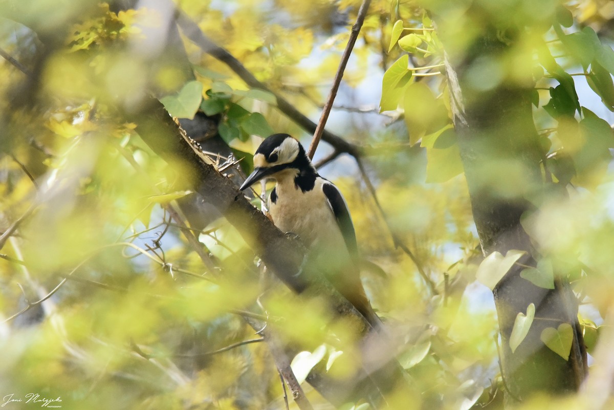 Great Spotted Woodpecker - ML444407221