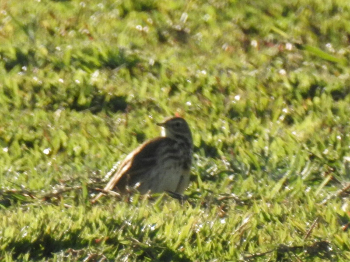 American Pipit - Stephanie Green