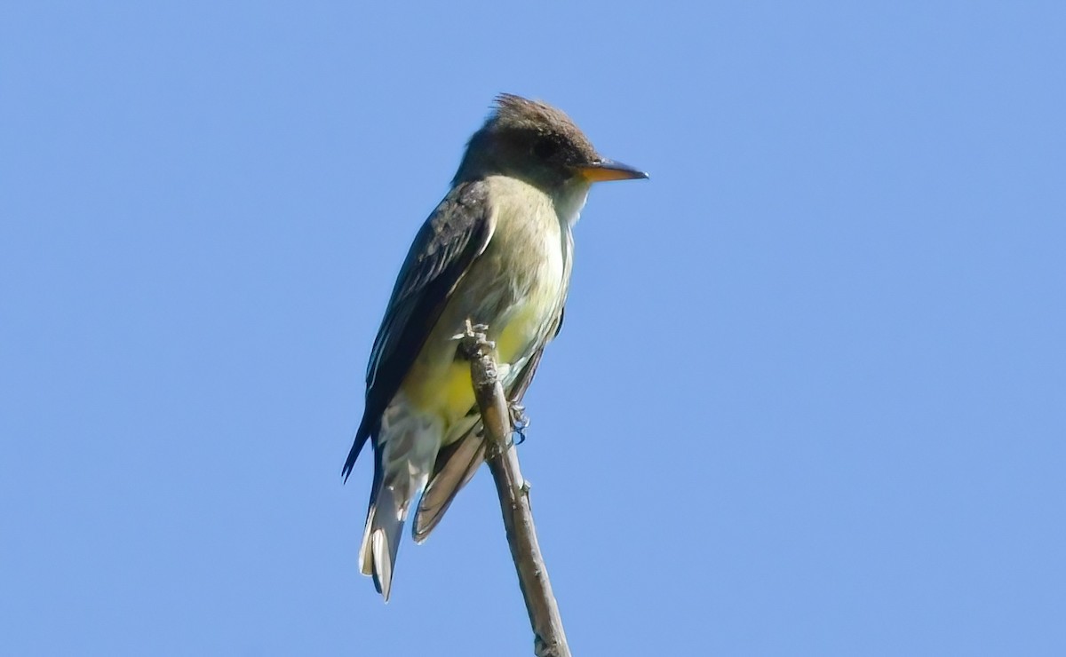 Olive-sided Flycatcher - ML444407801