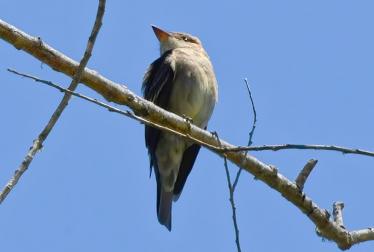 Olive-sided Flycatcher - ML444407811