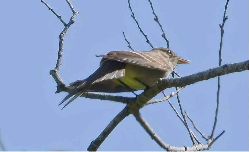 Moucherolle à côtés olive - ML444407851