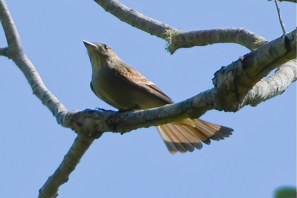 Olive-sided Flycatcher - ML444407861