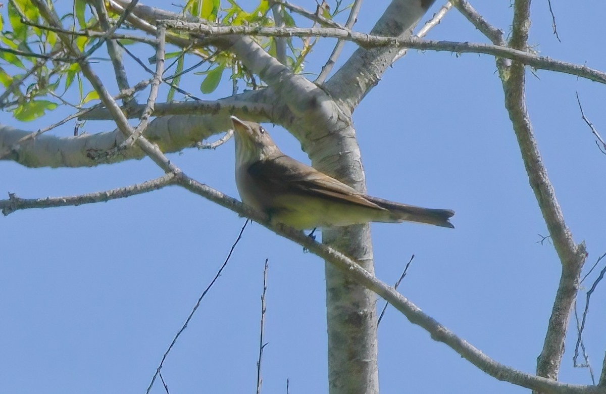 Olive-sided Flycatcher - ML444407871