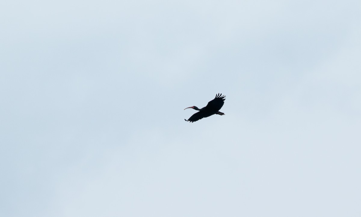 Bare-faced Ibis - David Monroy Rengifo