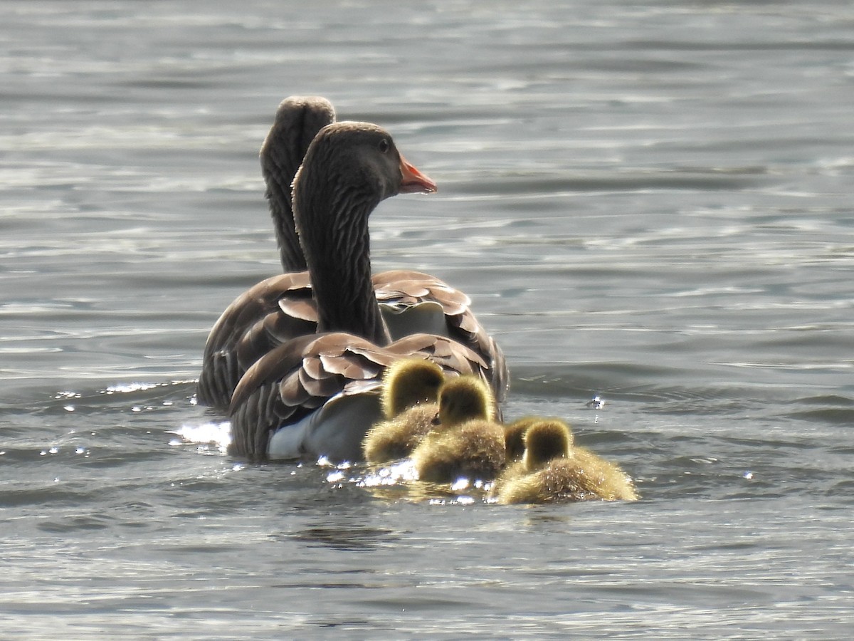 Graylag Goose - ML444410061