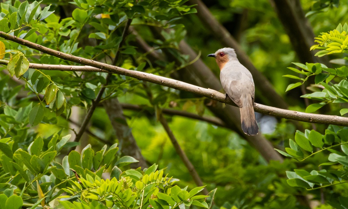 Dwarf Cuckoo - ML444410201