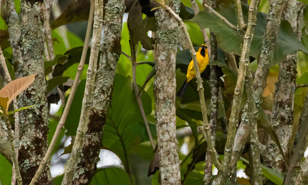 Yellow Oriole - David Monroy Rengifo