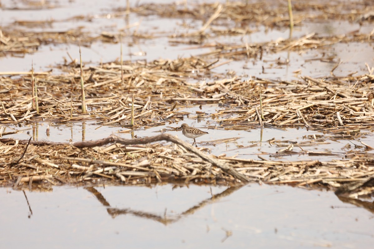 Least Sandpiper - ML444411051