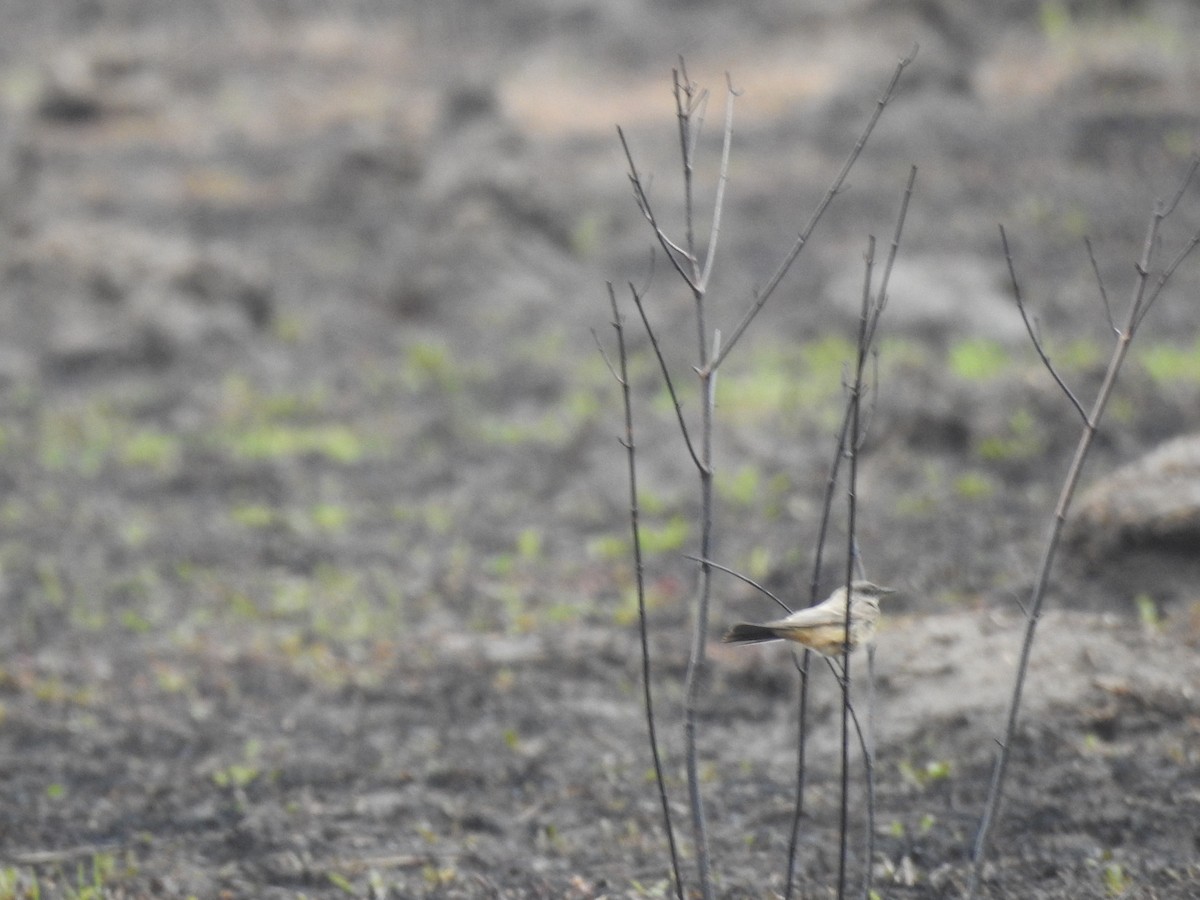 Say's Phoebe - ML444411751