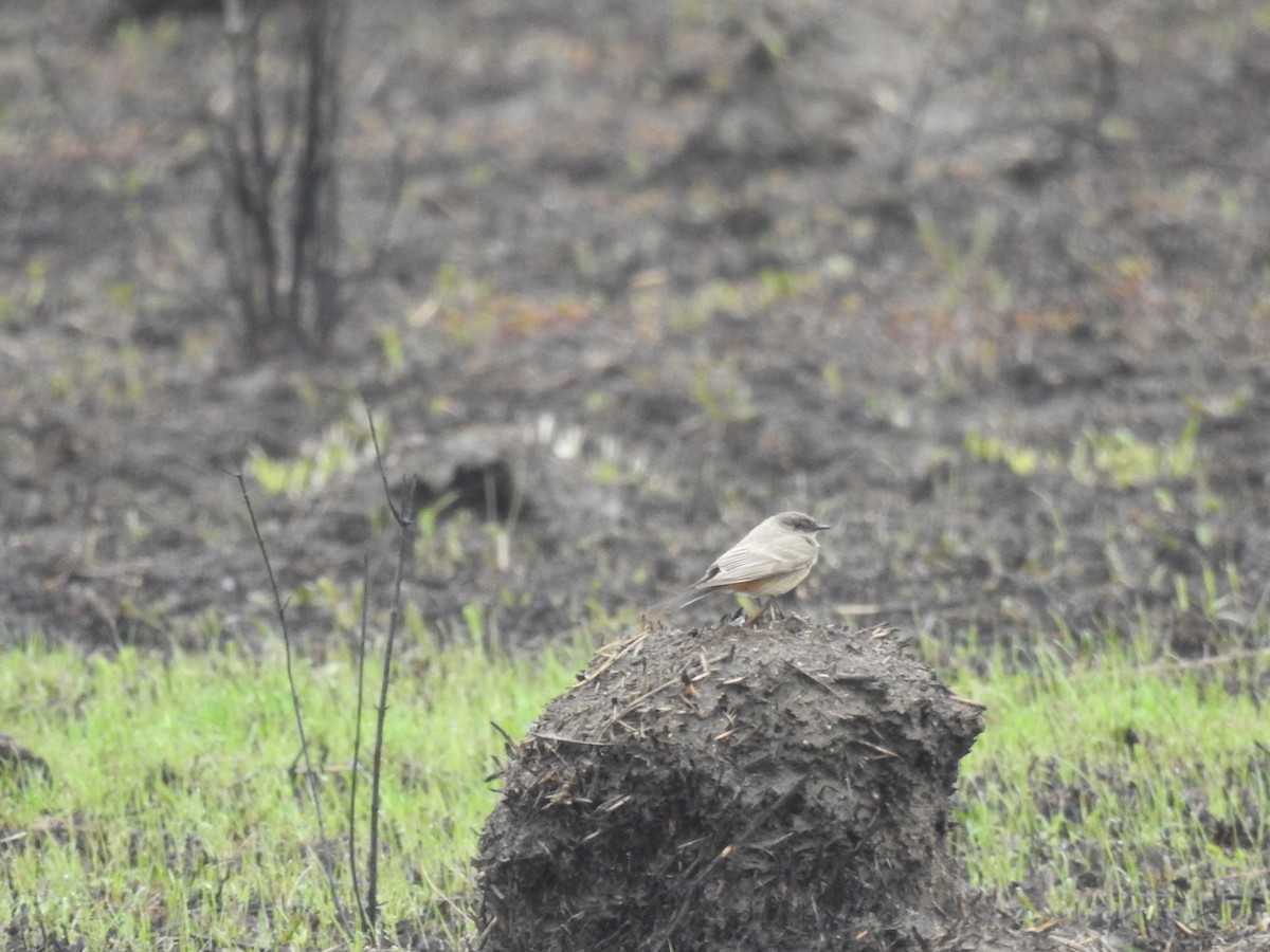 Say's Phoebe - ML444411761