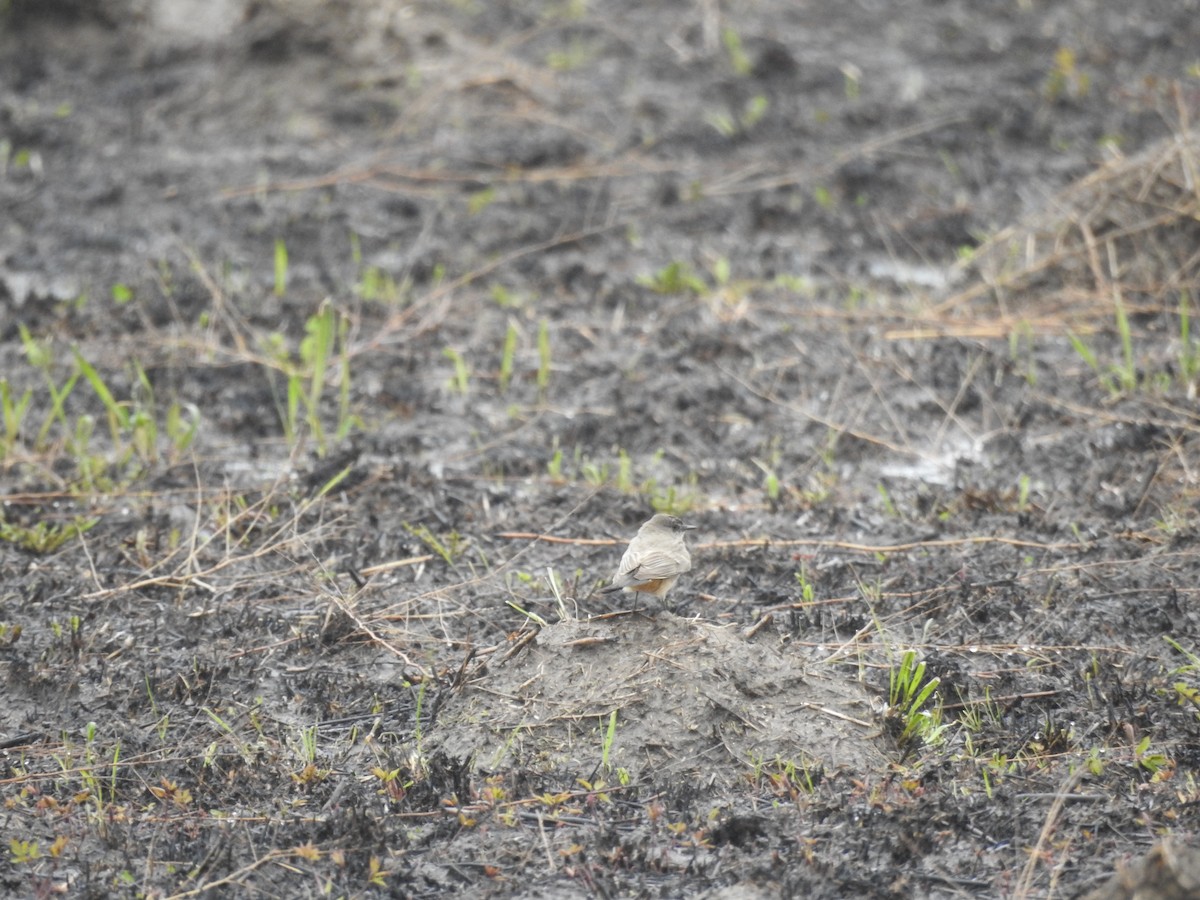 Say's Phoebe - ML444411791