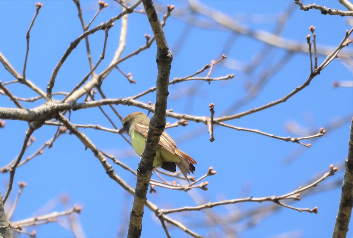 Great Crested Flycatcher - ML444414681