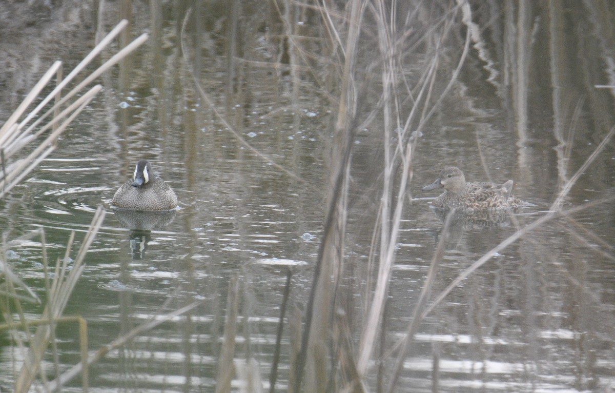 Blue-winged Teal - ML444415961