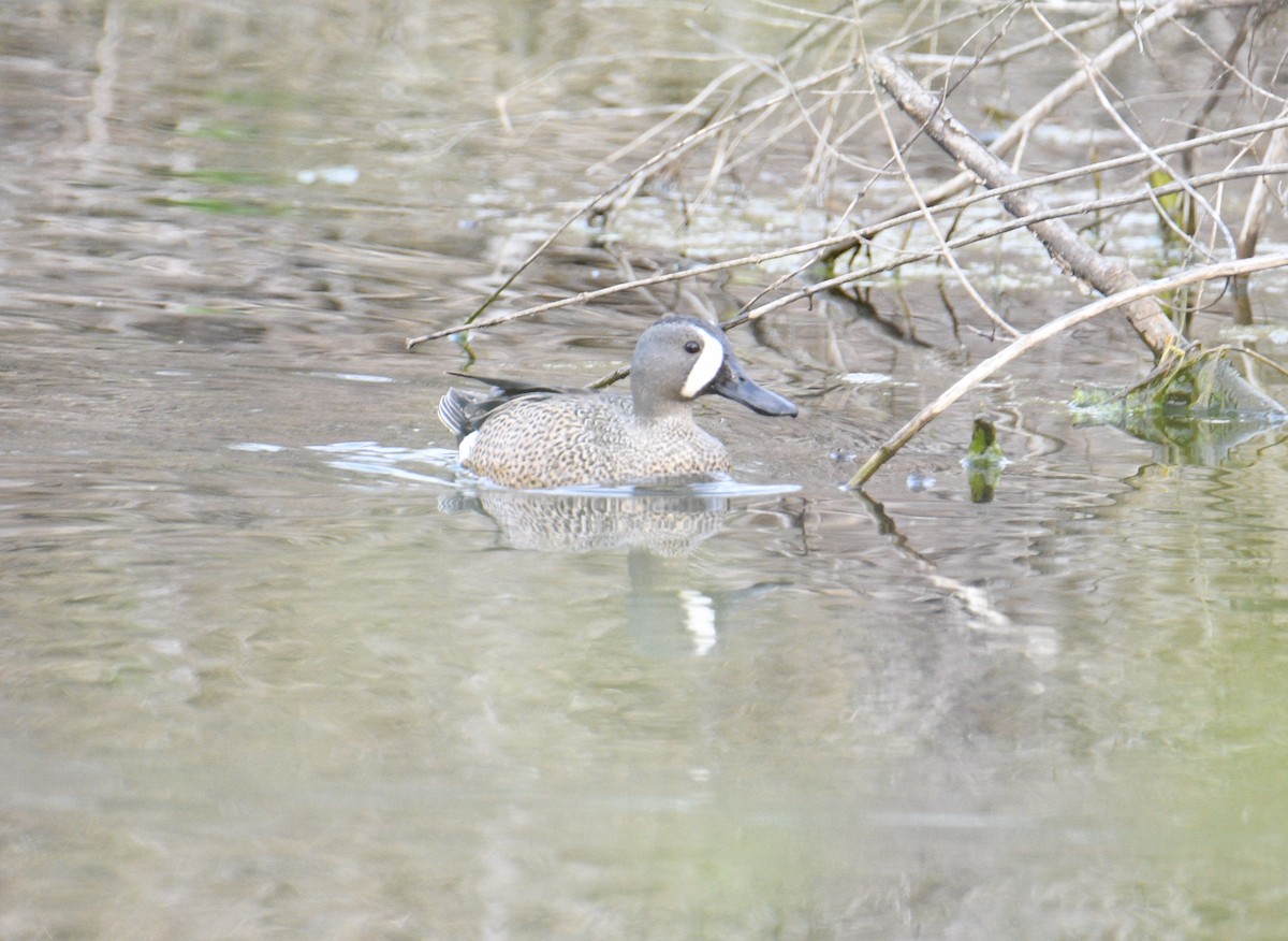 Blue-winged Teal - ML444416031