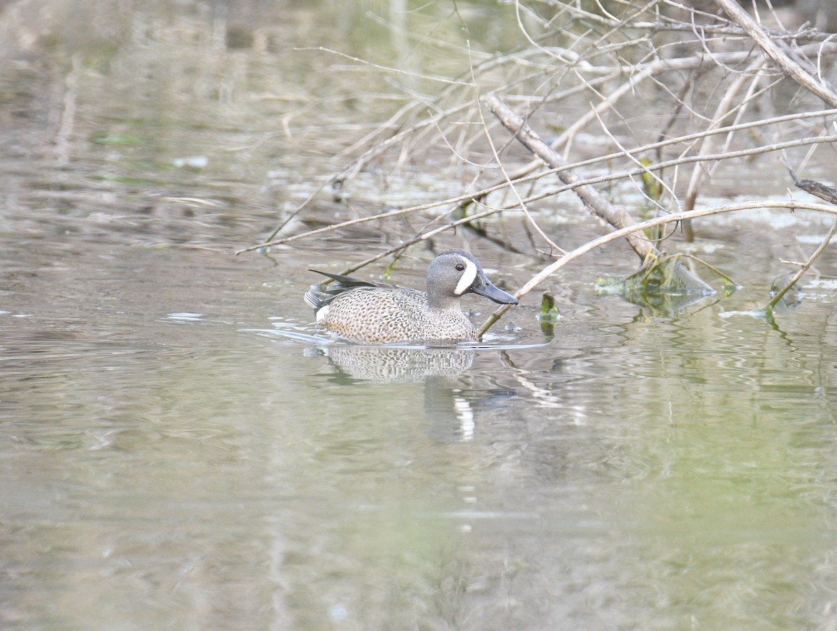 Blue-winged Teal - ML444416071