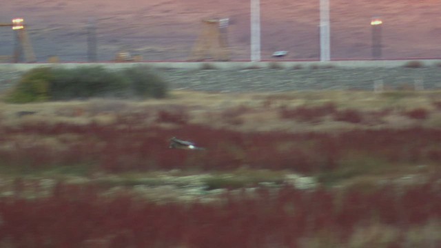 Cinereous Harrier - ML444416171