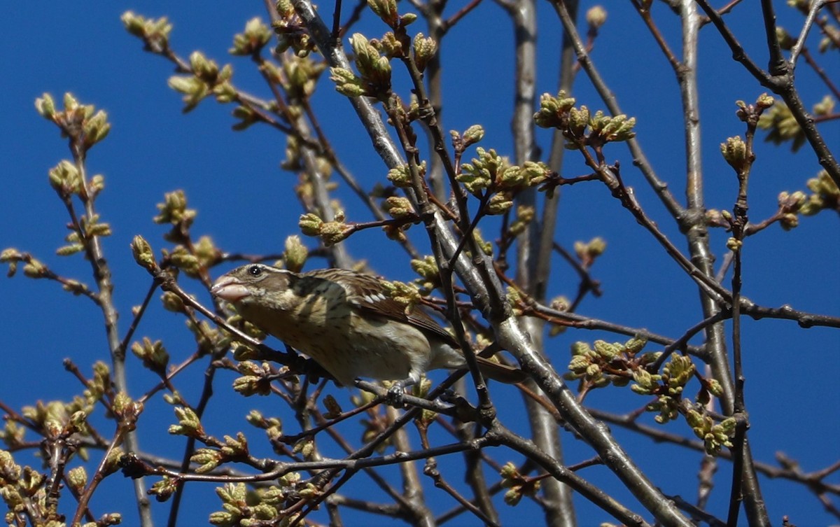 Rose-breasted Grosbeak - ML444416291