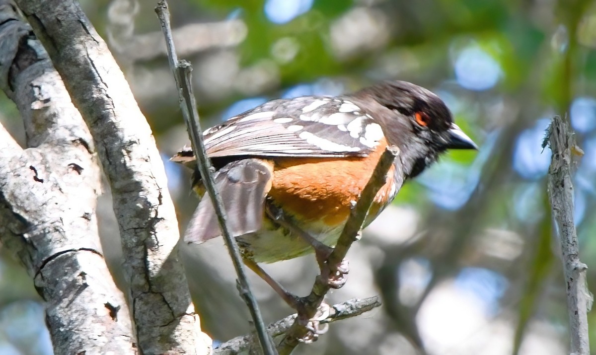 Spotted Towhee (oregonus Group) - DJ Singh