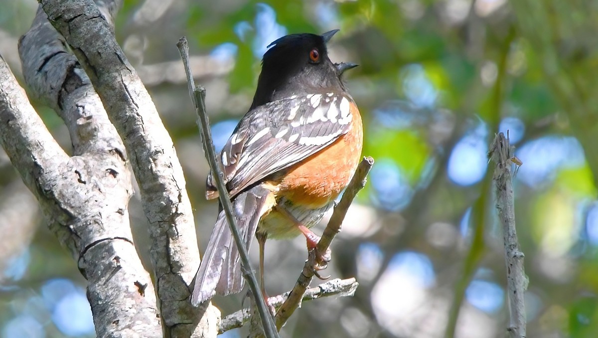 Spotted Towhee (oregonus Group) - ML444416691