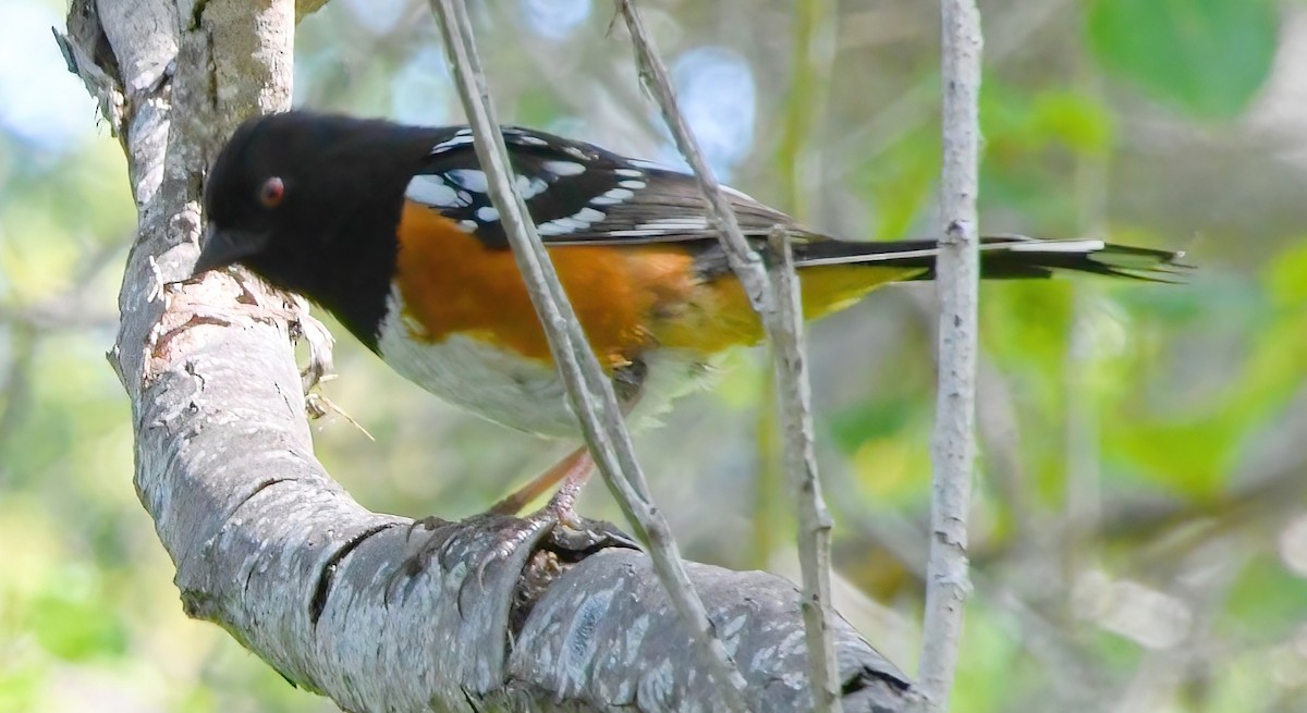 Spotted Towhee (oregonus Group) - ML444416701