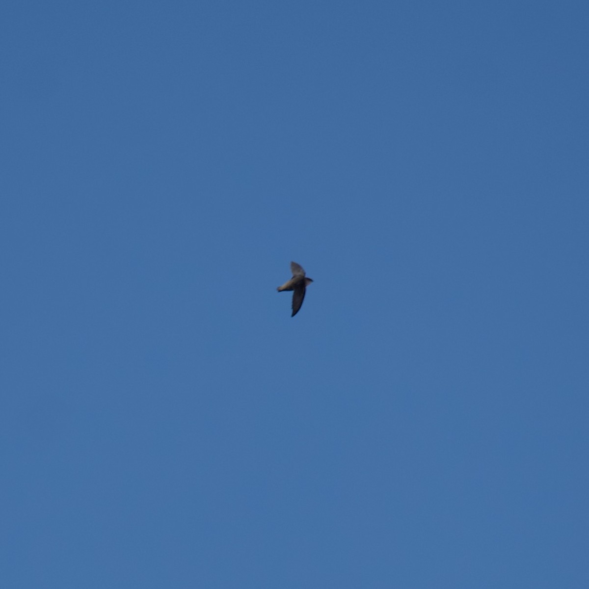 Chimney Swift - ML444416771