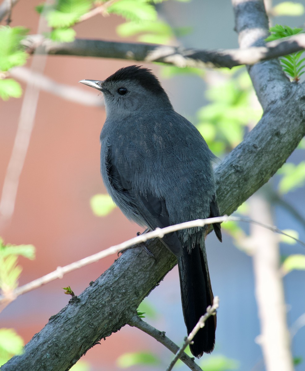 Pájaro Gato Gris - ML444416831