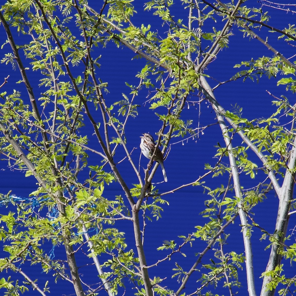 Song Sparrow - ML444416921