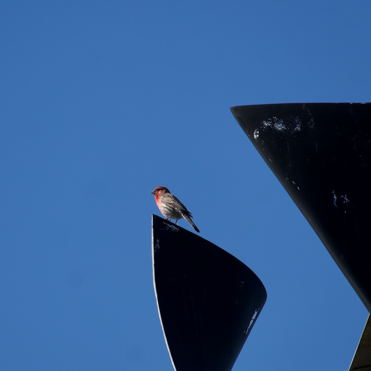 House Finch - ML444416931