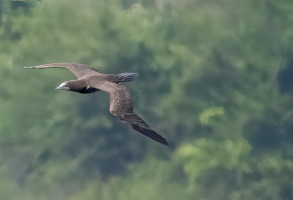 Brown Booby - ML444417221