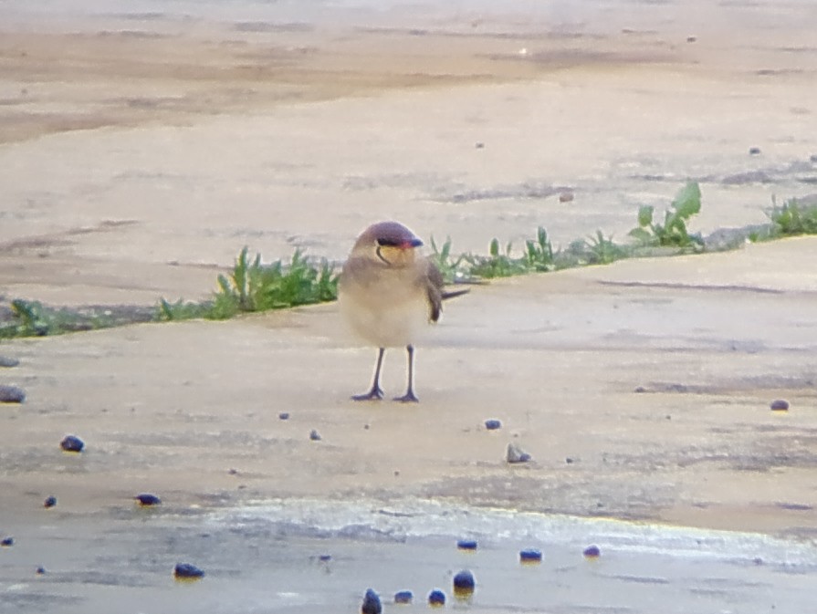 Collared Pratincole - ML444417811