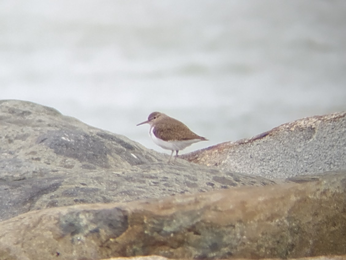 Common Sandpiper - ML444417851