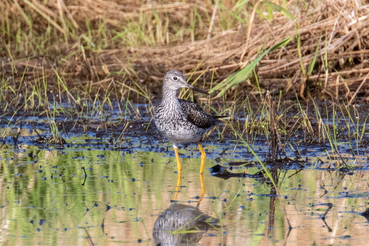 Greater Yellowlegs - ML444418431