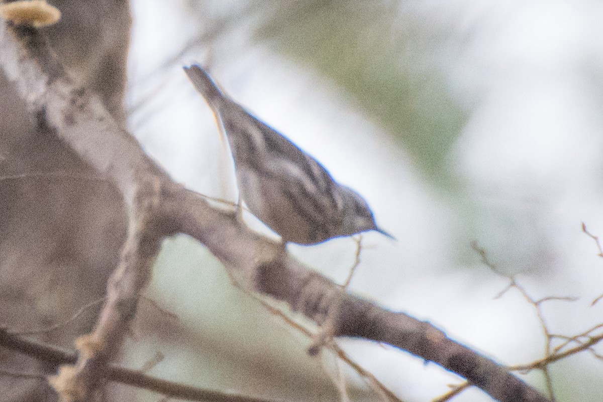 Black-and-white Warbler - Roger Shaw