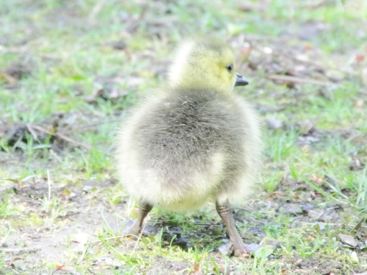 Канад галуу - ML444419141