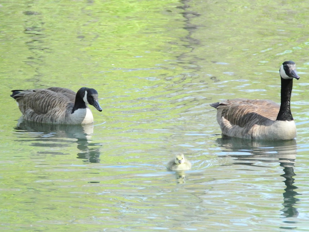 Канад галуу - ML444419261