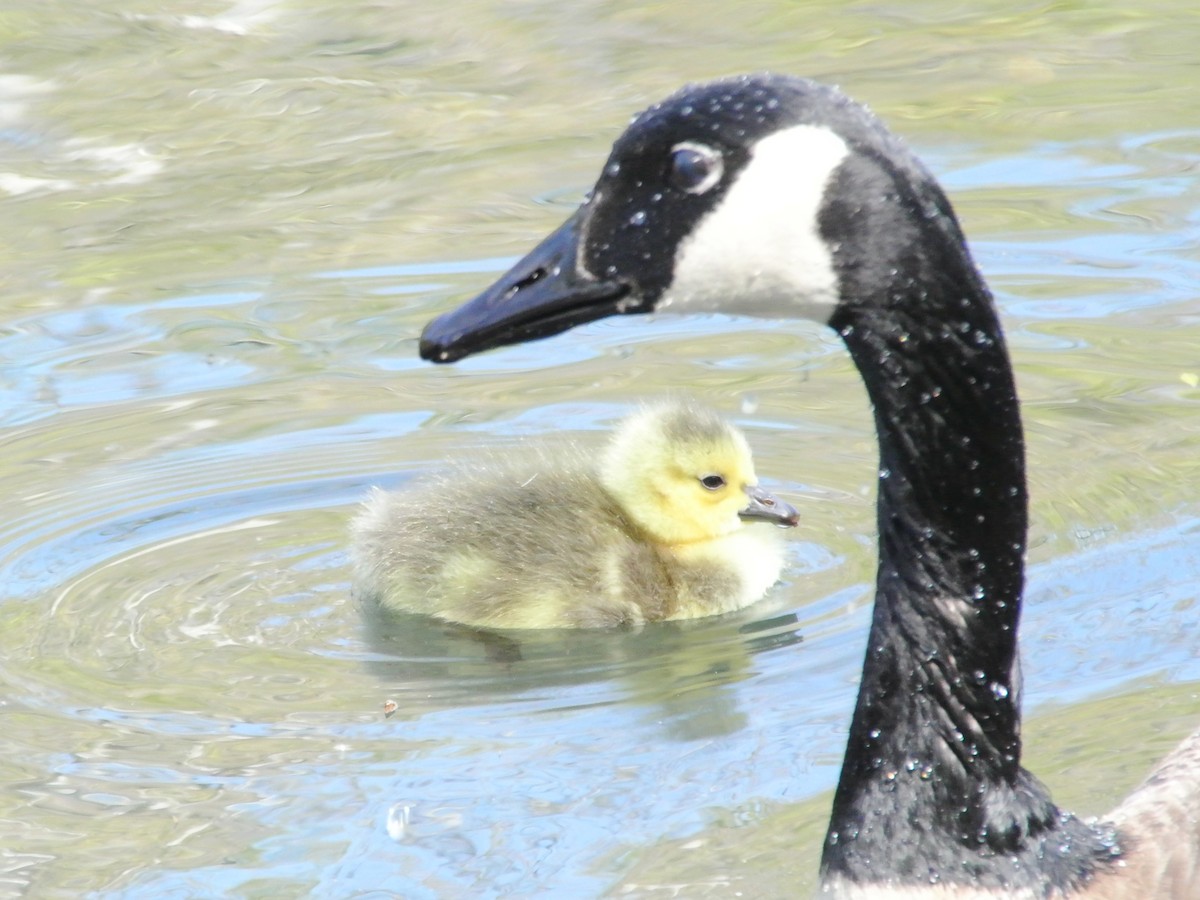 Канад галуу - ML444419381