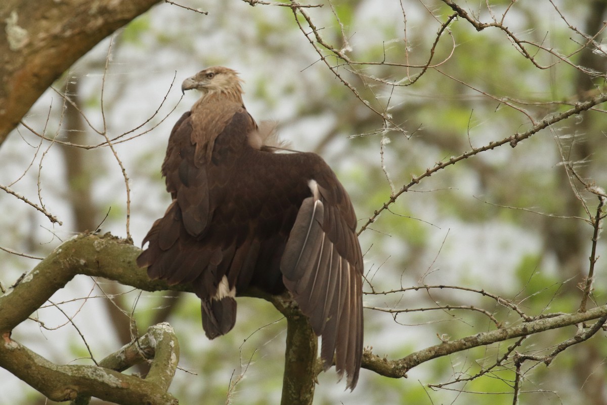 Pallas's Fish-Eagle - Jyothish Nelson