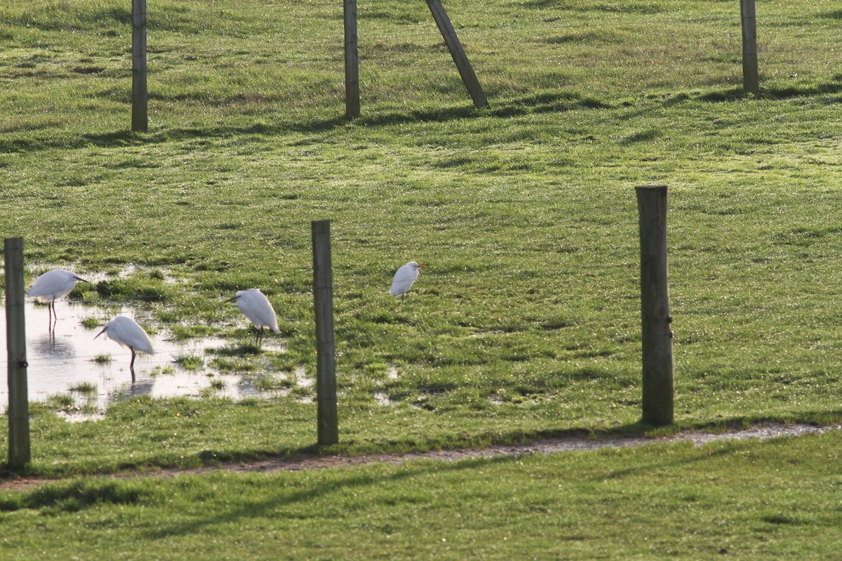 Western Cattle Egret - ML444421941