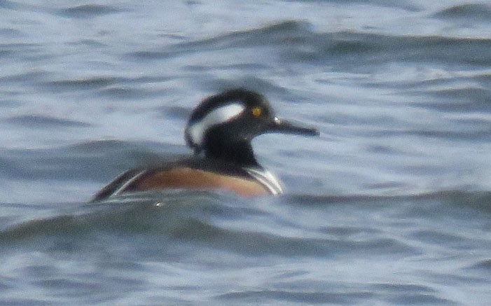 Hooded Merganser - ML44442241