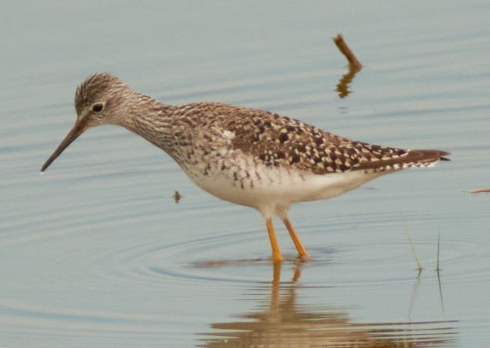 Lesser Yellowlegs - ML444422971