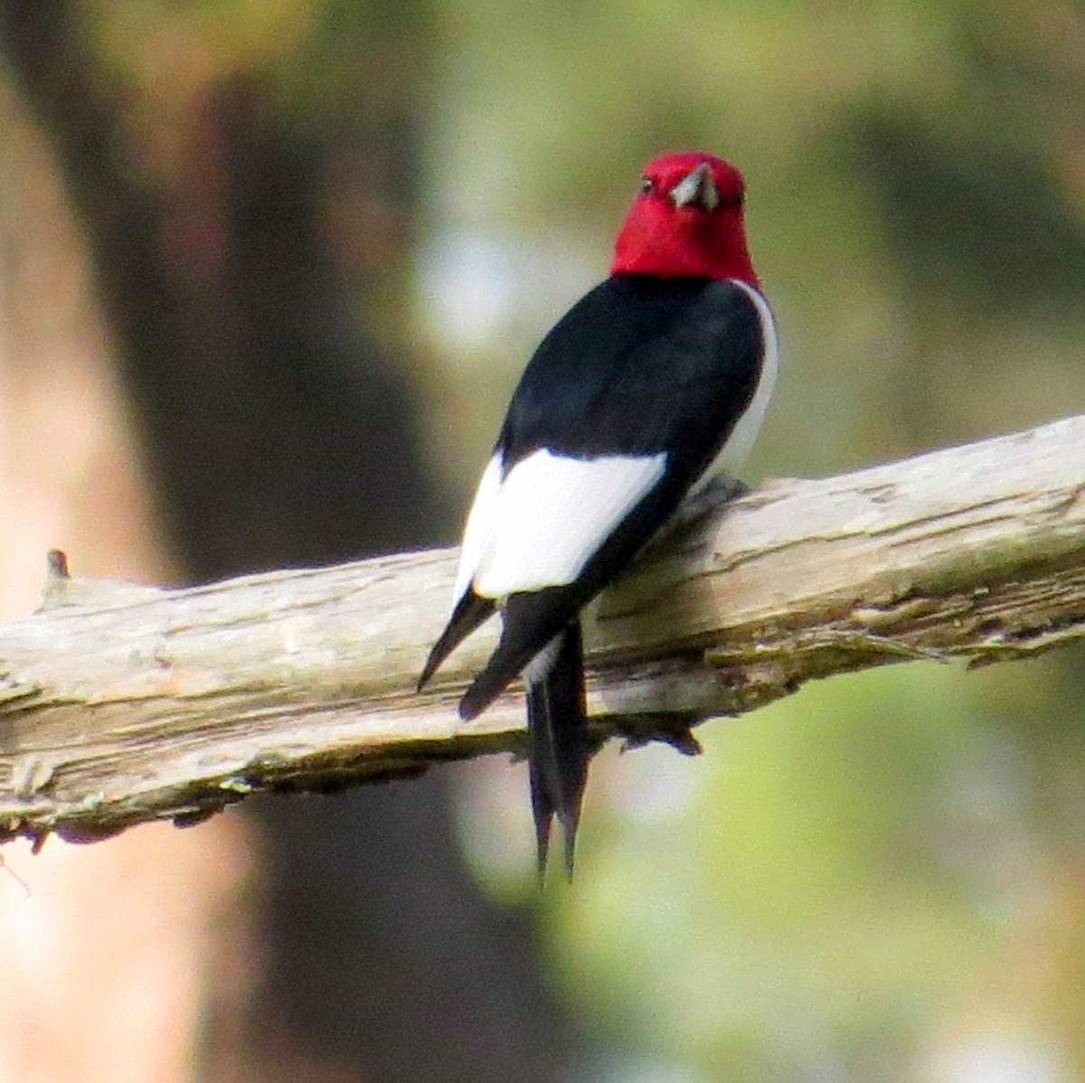 Red-headed Woodpecker - ML444422981