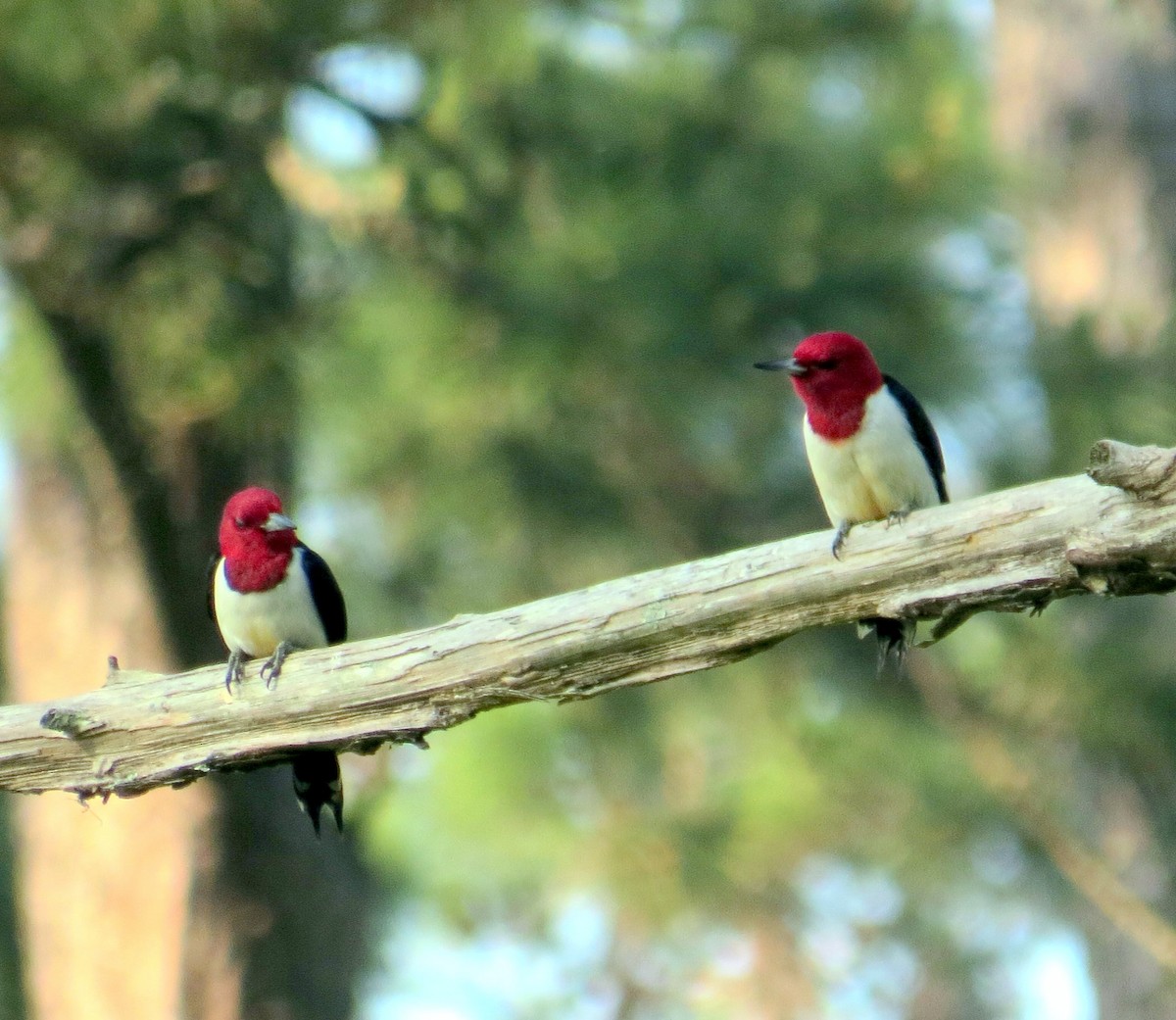 Red-headed Woodpecker - ML444423091