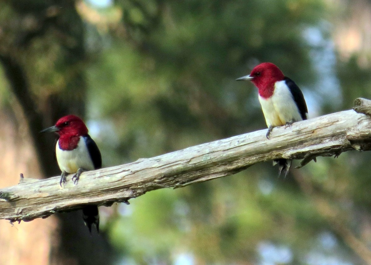 Red-headed Woodpecker - ML444423201