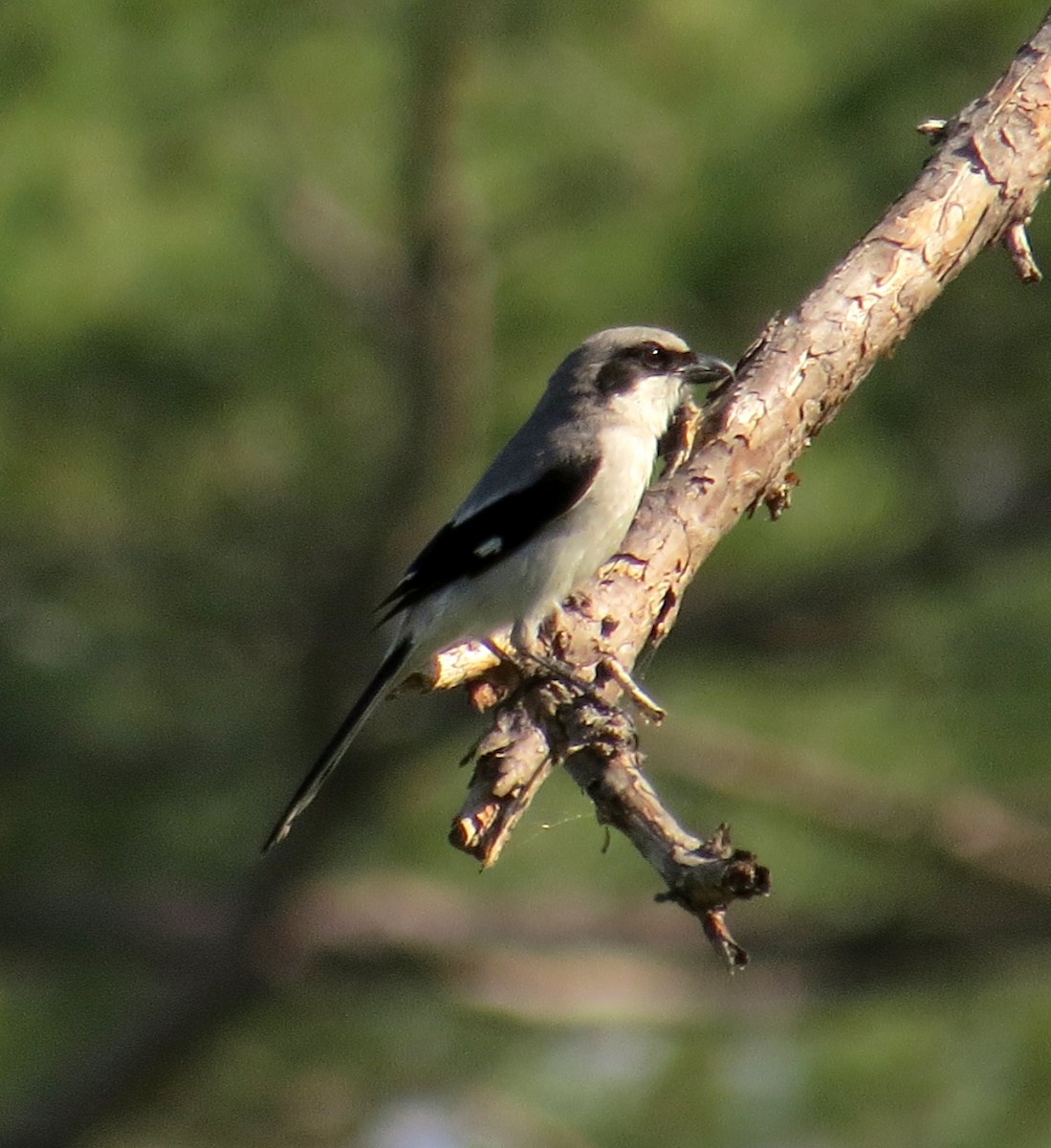 Loggerhead Shrike - ML444423291