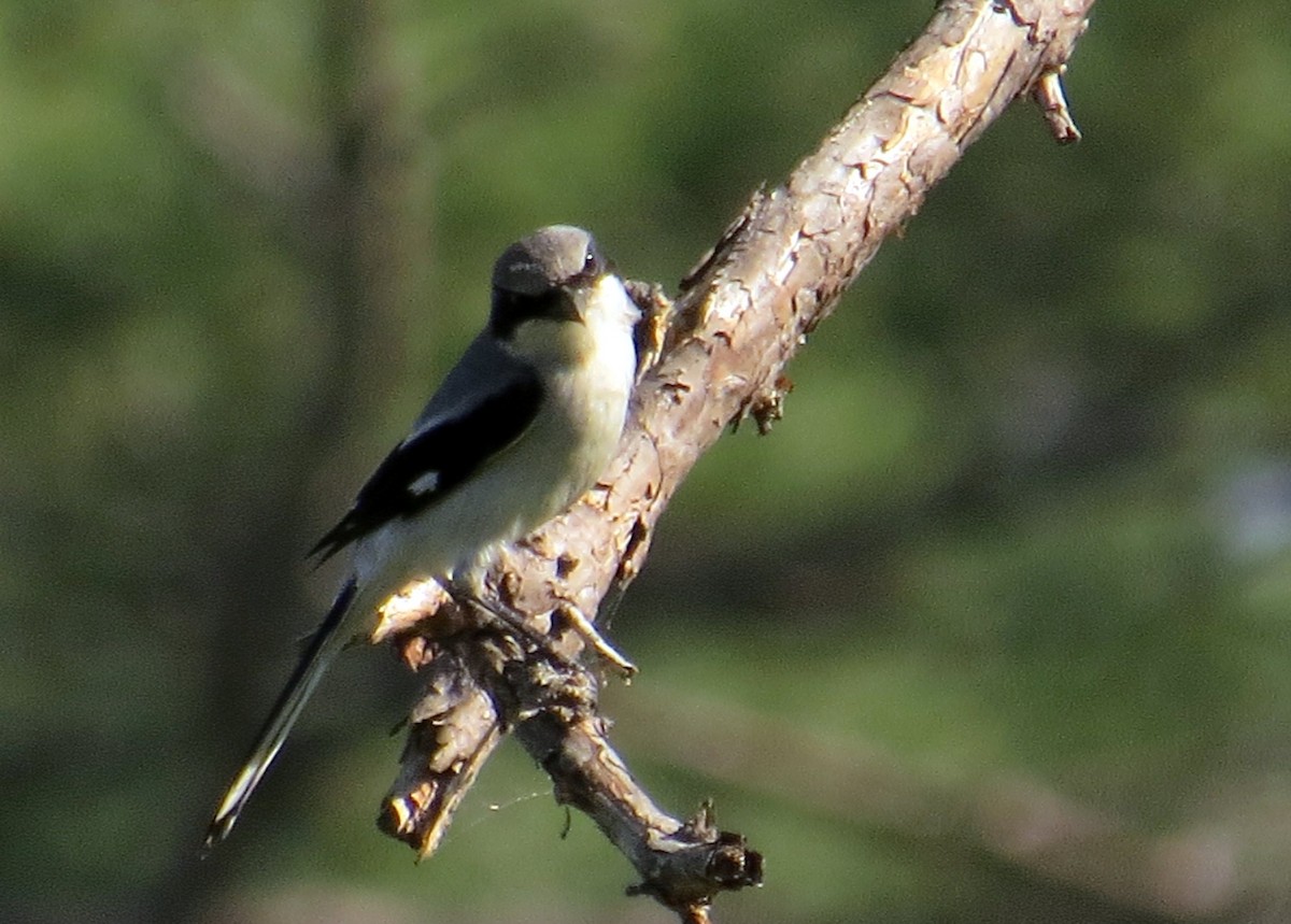 Loggerhead Shrike - ML444423451